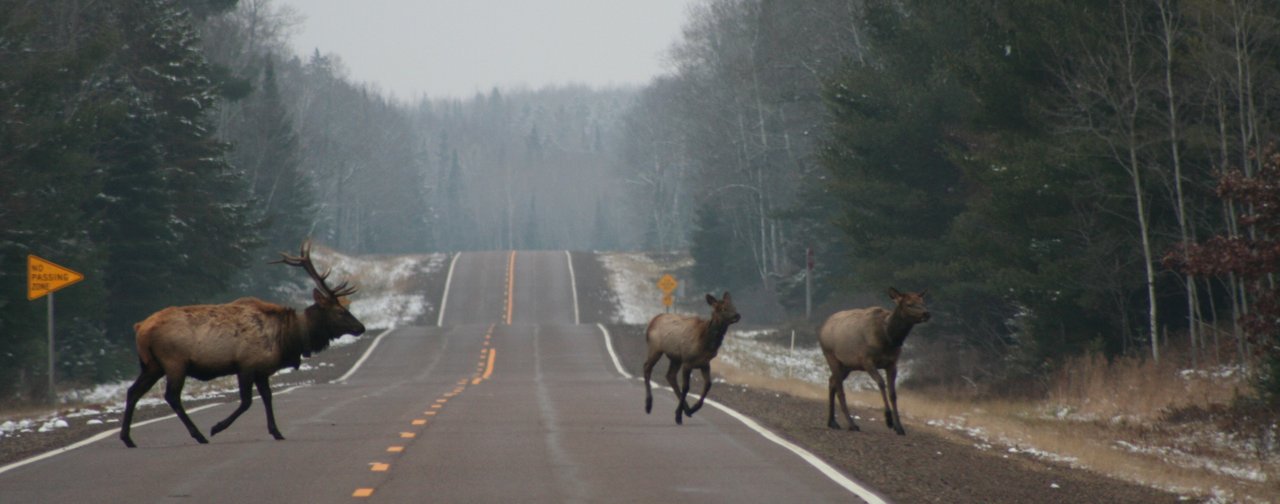 photo of three elk crossing a country road. One male elk is wearing an ATS VHF radio telemetry tracking collar.