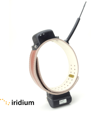 View of ATS model G5-D Iririum GPS collar