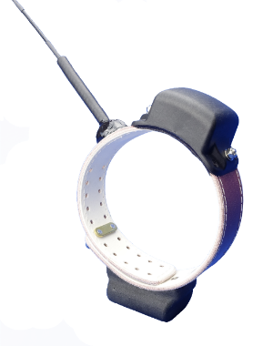 image of G52A Iridium GPS collar