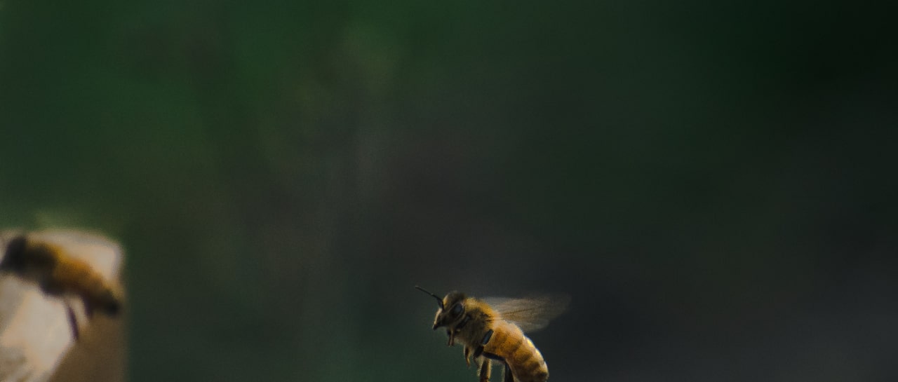 bee image background