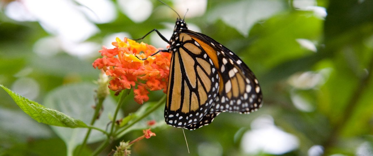 photo of an ATS radio telemetry VHF transmitter attached to a monarch butterfly for wildlife tracking.