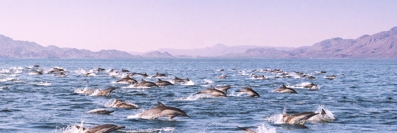 a pod of dolphins swimming in the ocean.