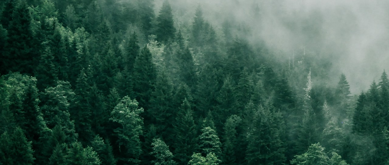misty forest background image