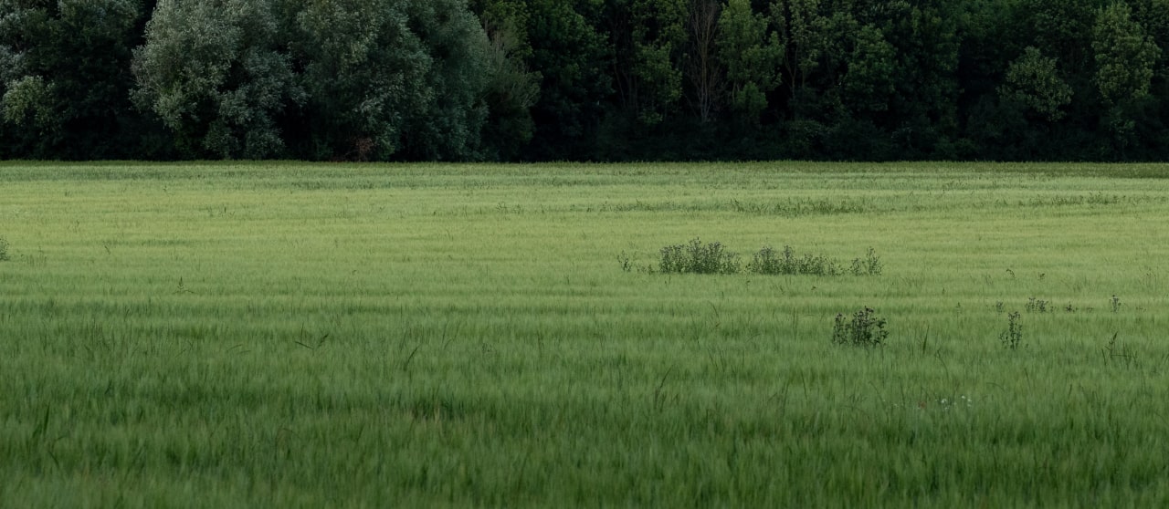 sunny field background image